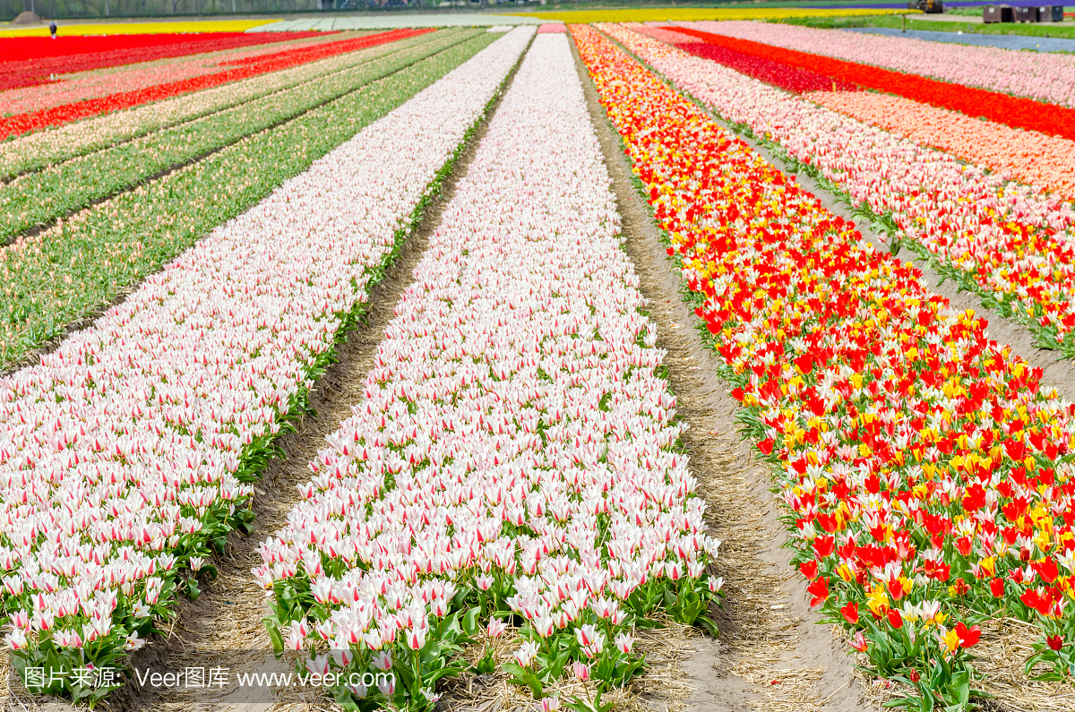 郁金香五颜六色的花卉种植田野春天。