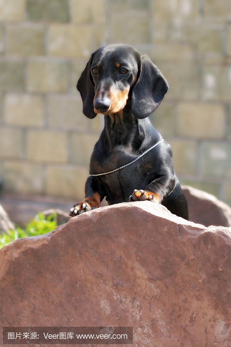 狗德国头发的腊肠犬站立在石头上的脚