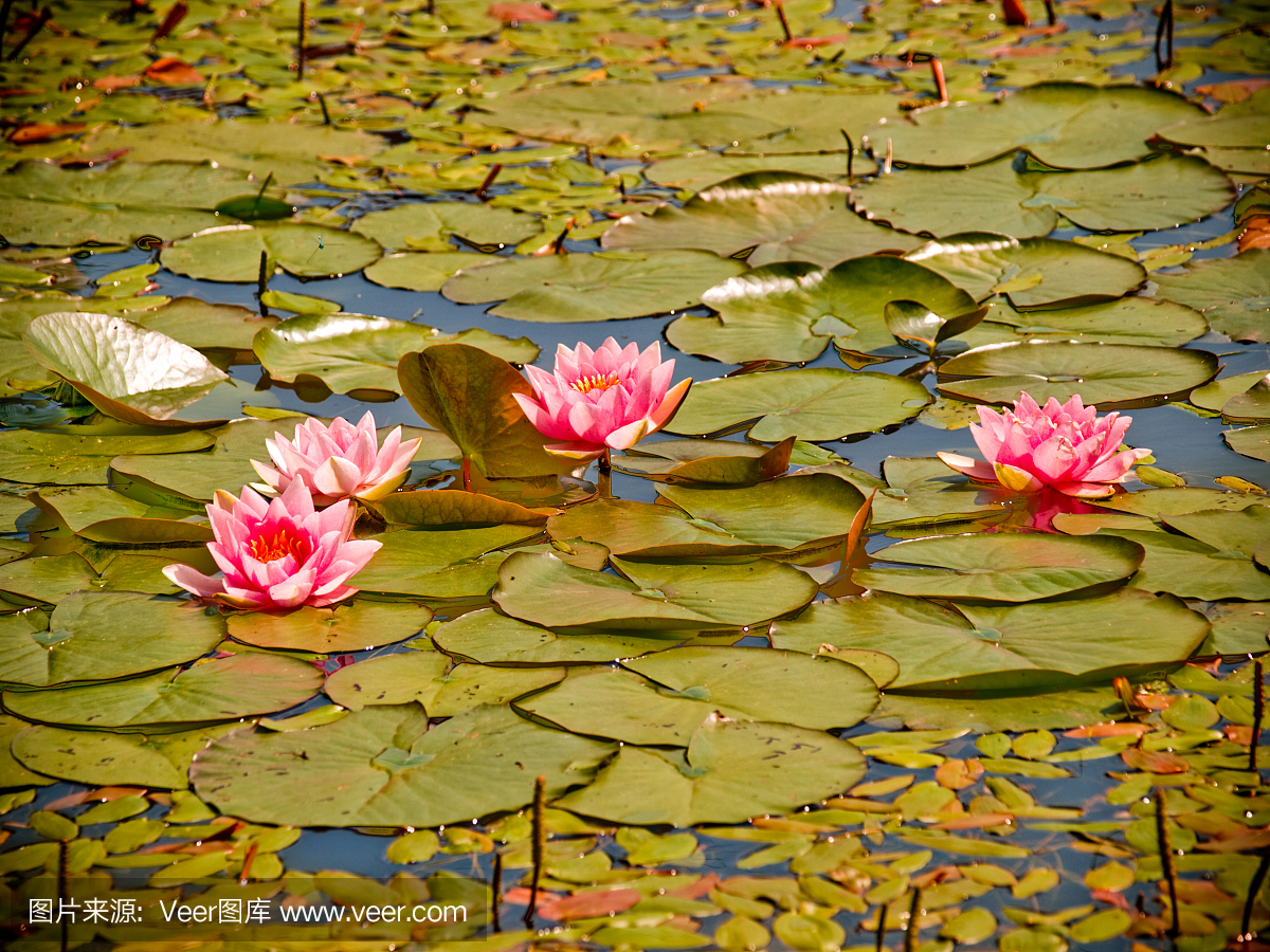 自然,百合花,英文字母B,英文字母P