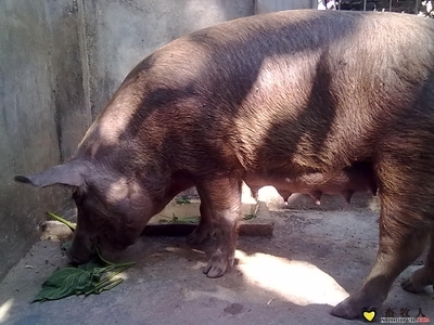 这是这只老母猪的尿-养猪论坛-中国畜牧人网站-391kb图片