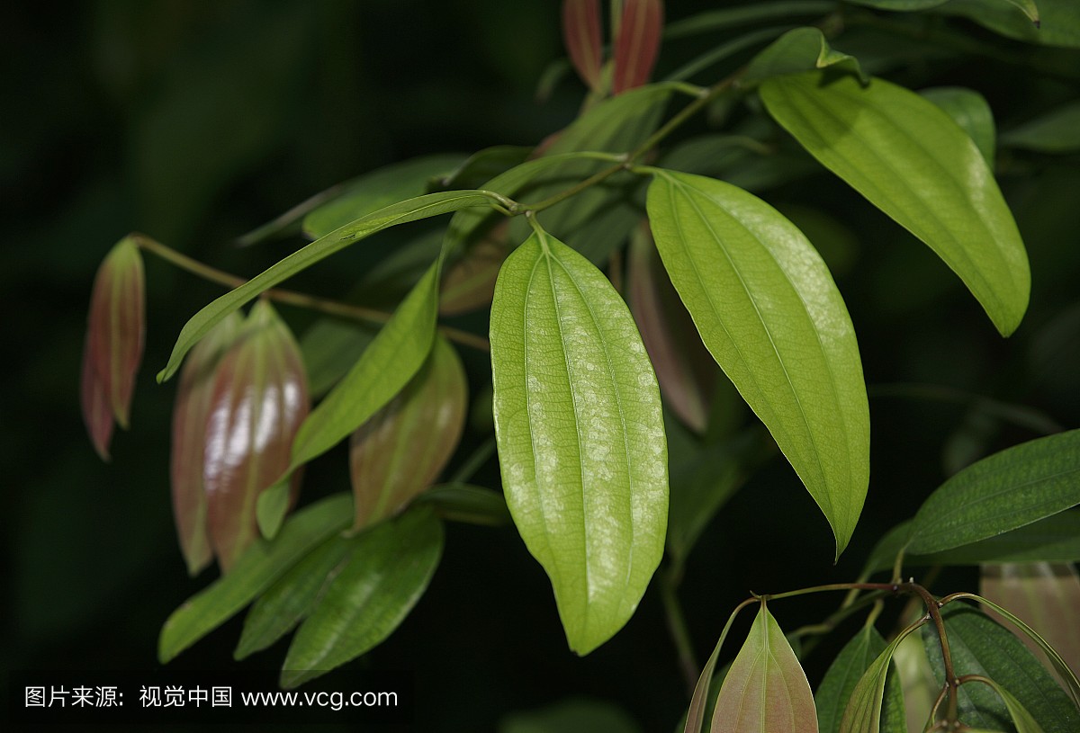 Leaves of the cinnamon tree