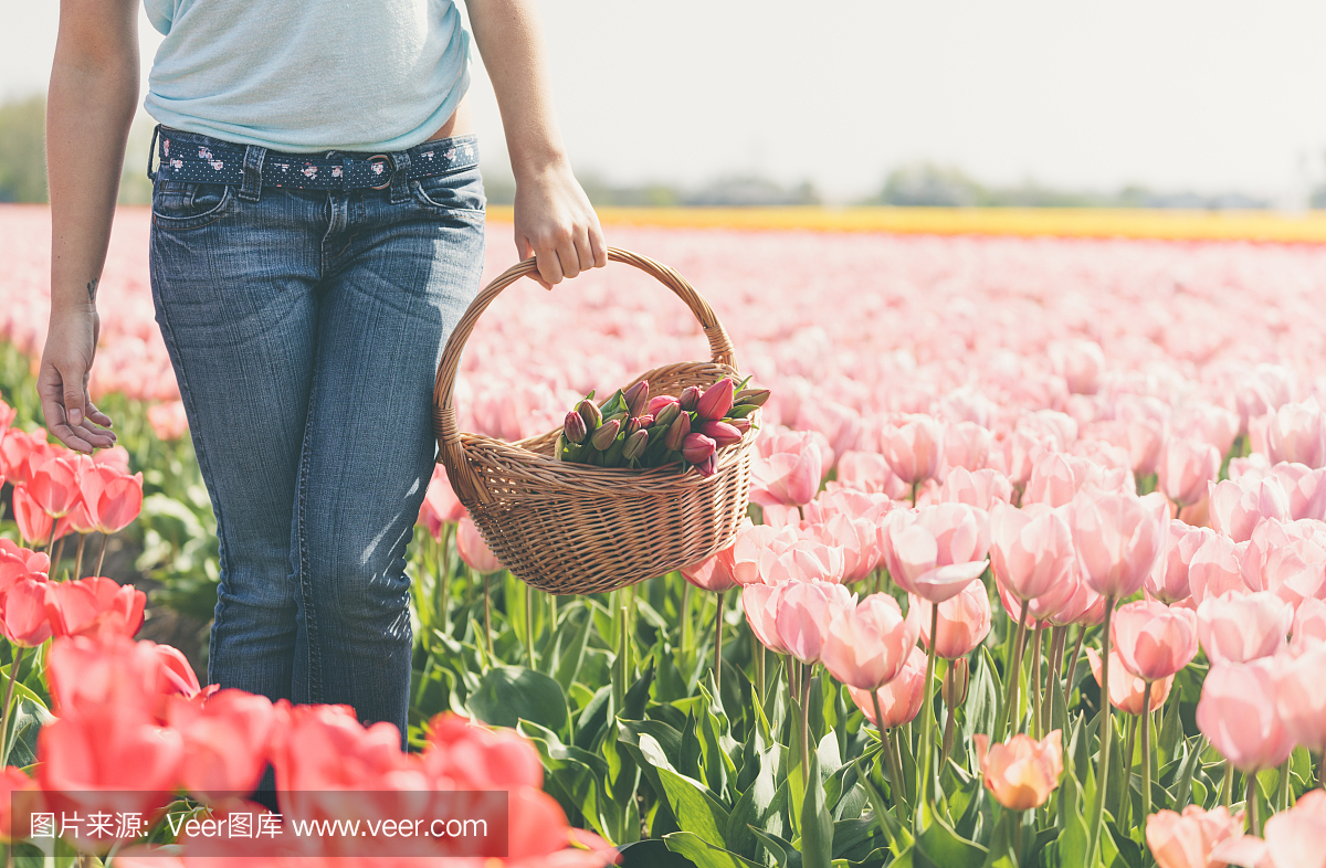 有郁金香领域的花篮子的女人(荷兰)