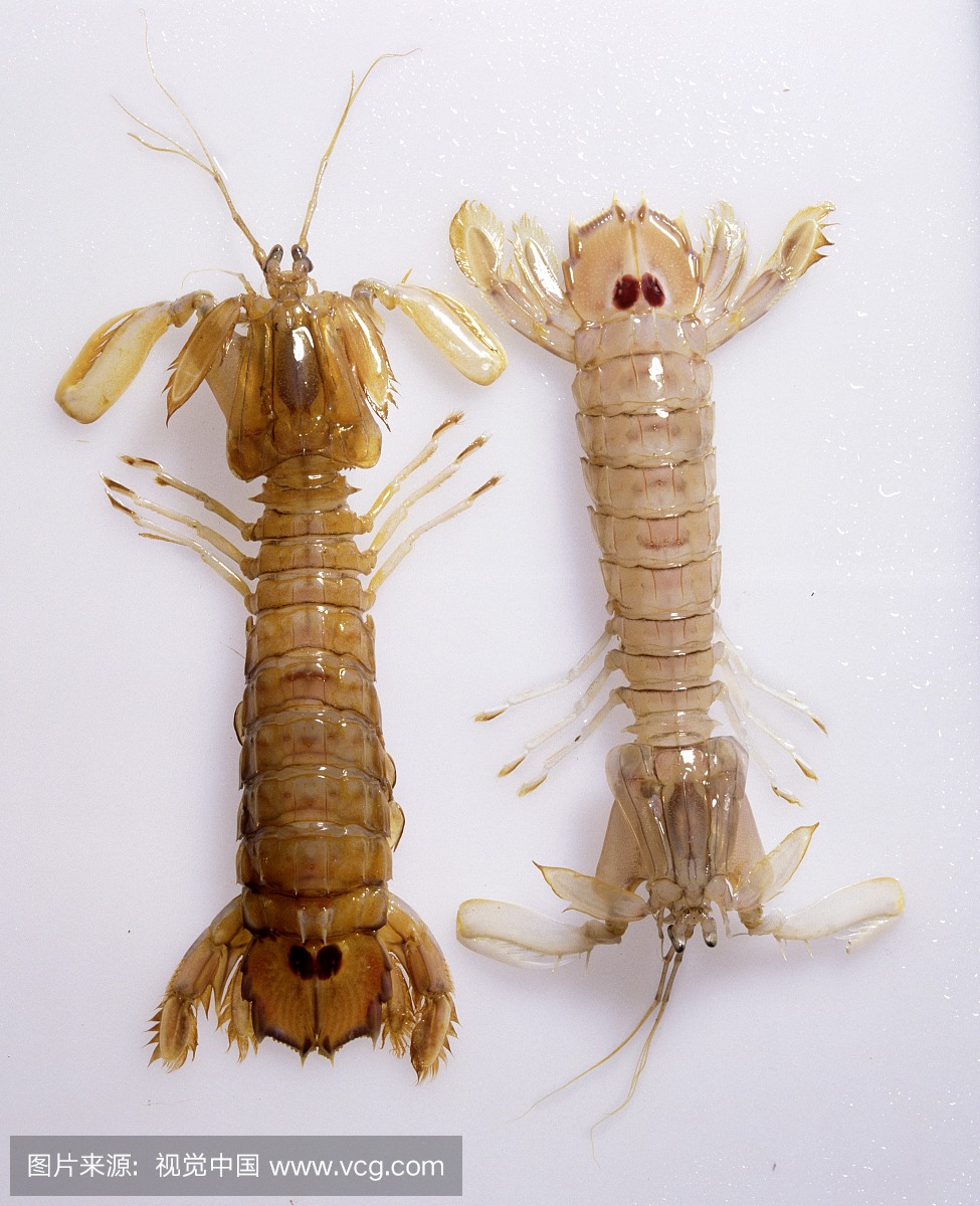 螳螂虾,螳啷虾,螃蟹,毛蟹