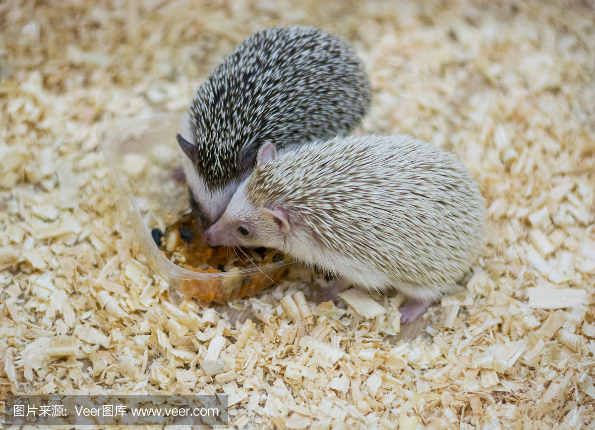 刺猬,猬,树篱,篱笆