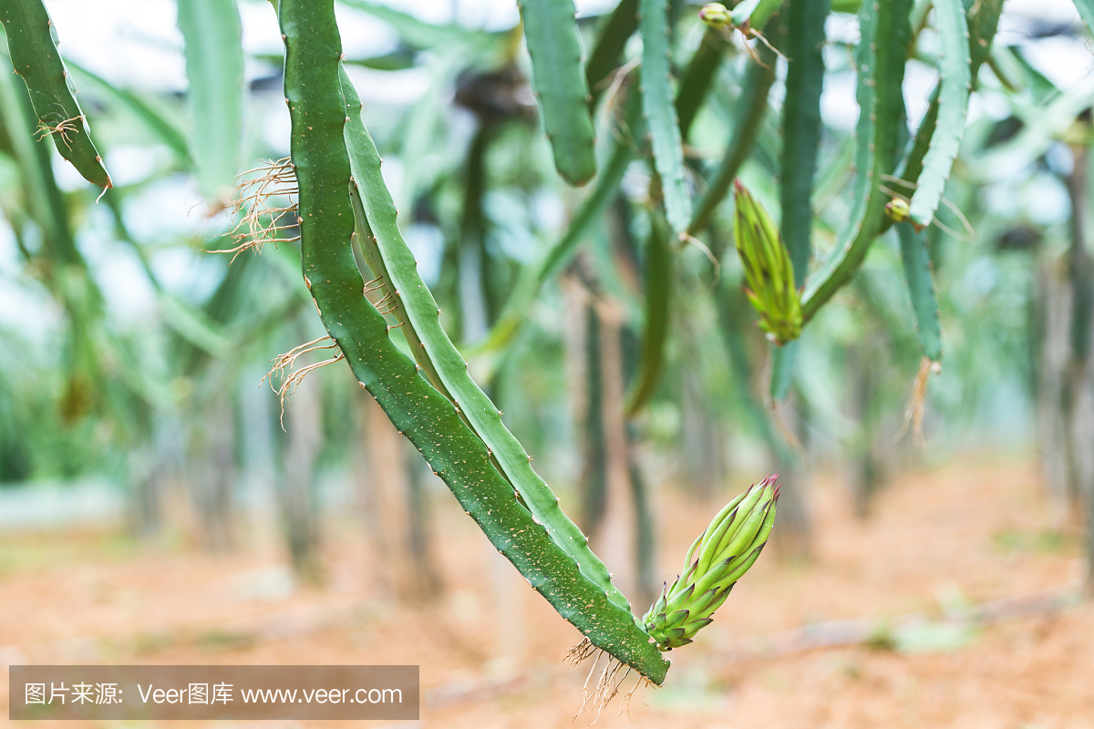 龙果花芽,火龙果在温室里盛开