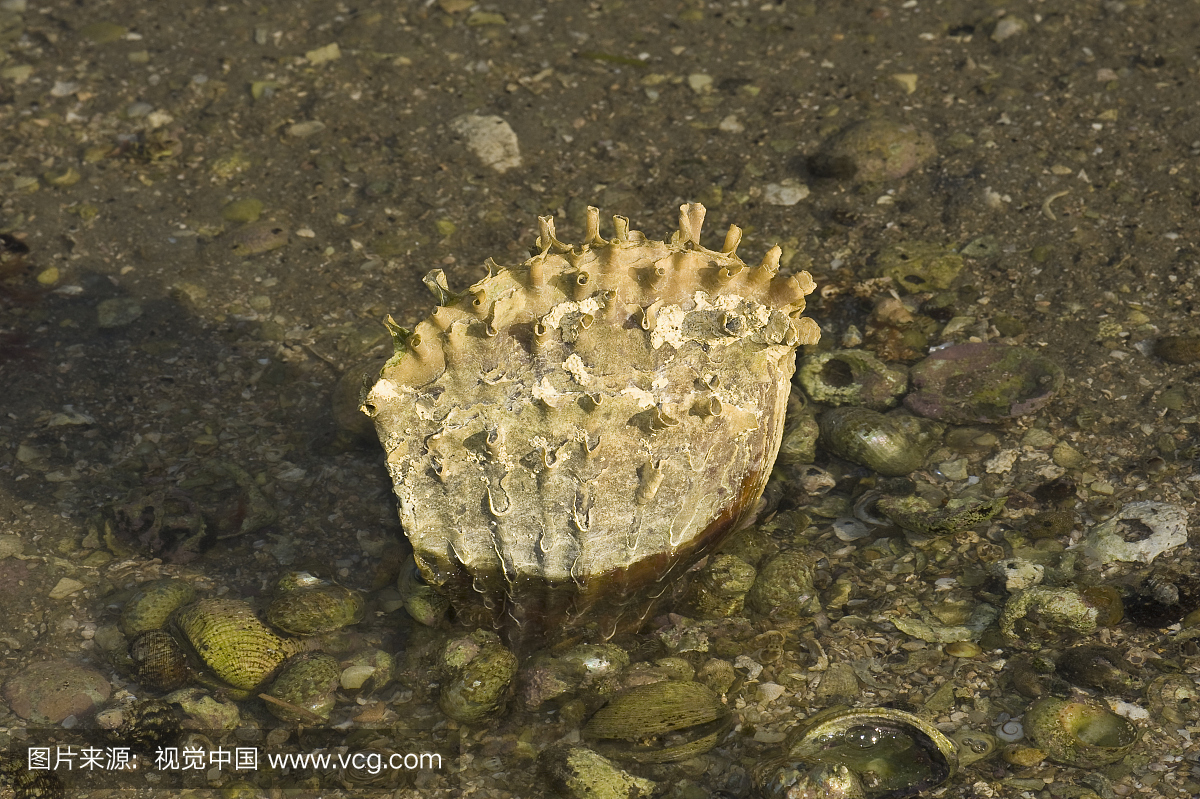 Pen Shell(Pinna rugosa),圣伊格纳西奥泻湖,下加