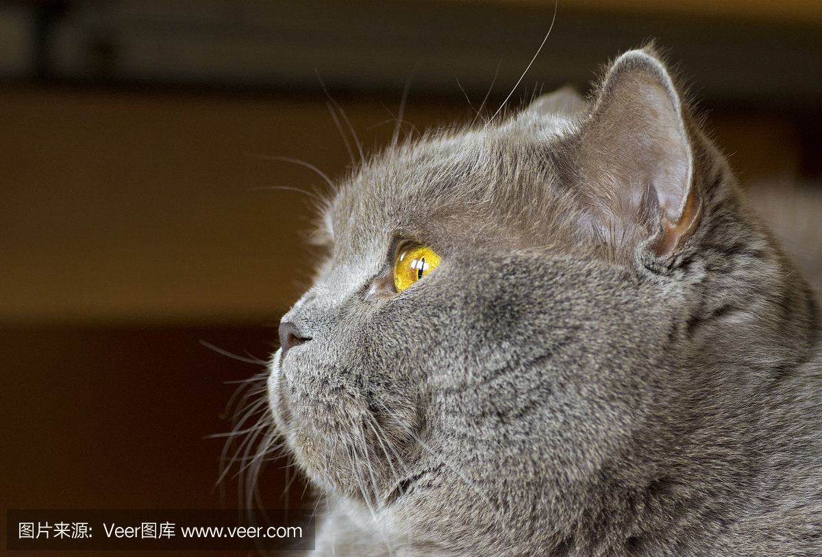 一只灰色的猫头与黄色的眼睛,在模糊的背景上