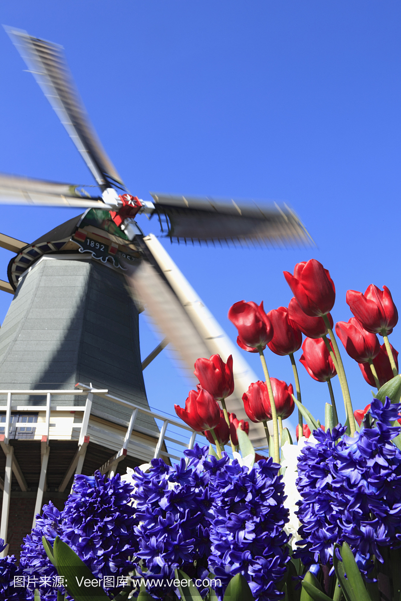 在传统的荷兰风车下生长的花朵