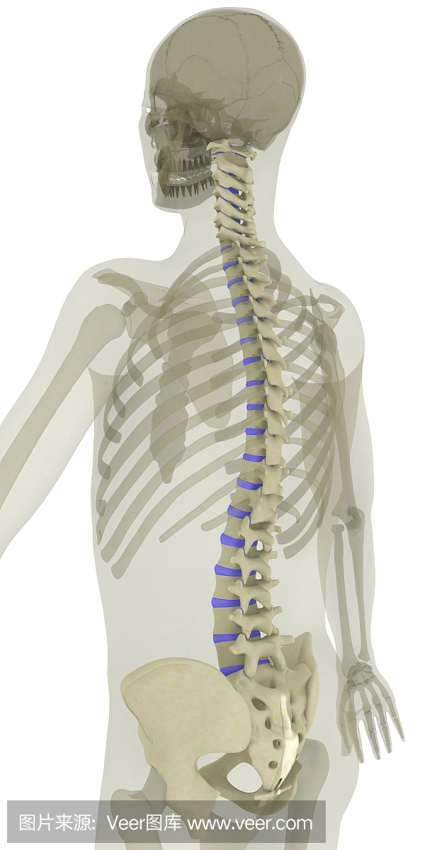 脊柱韧带突出显示