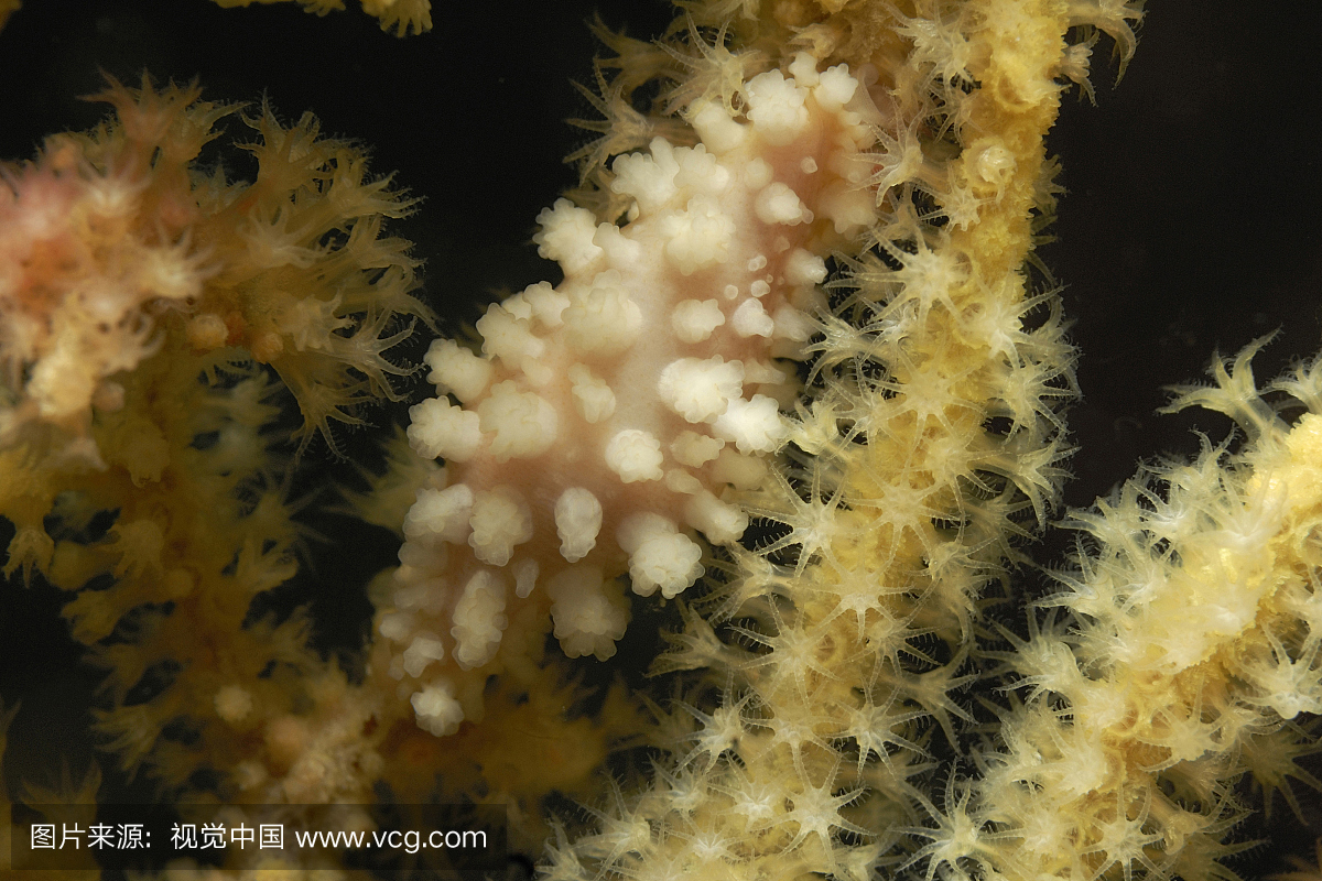 Ovulid蜗牛在珊瑚,Hiata sp。,Triton Bay,西巴布