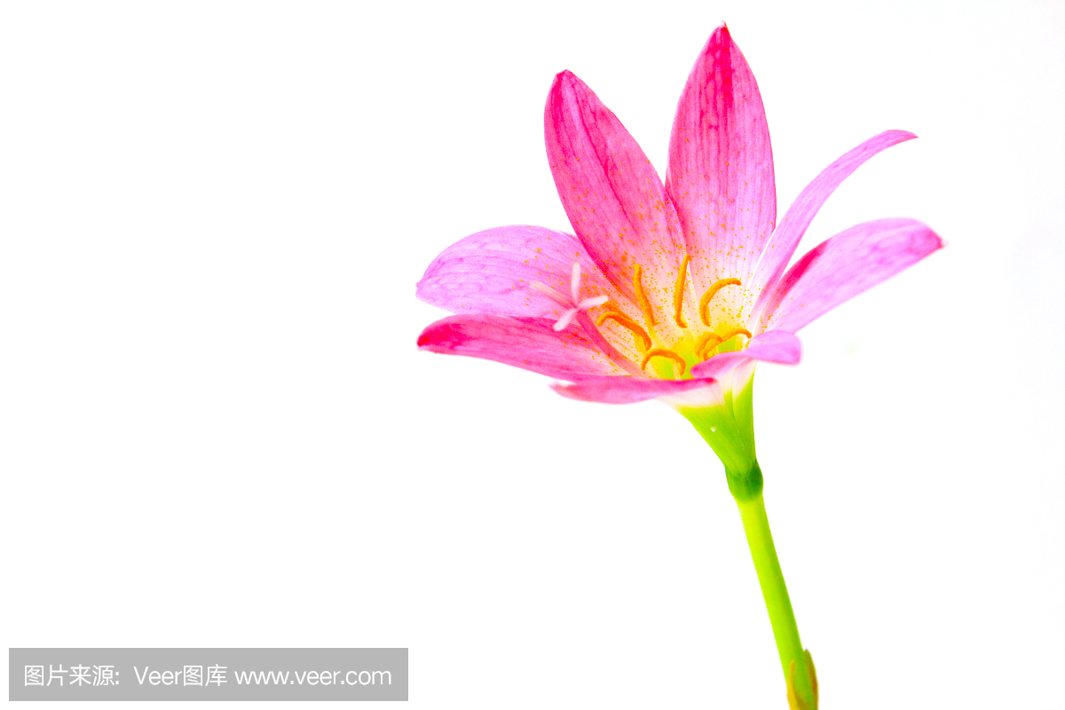 真菌性口炎,酵母感染,假丝酵母,念珠菌属