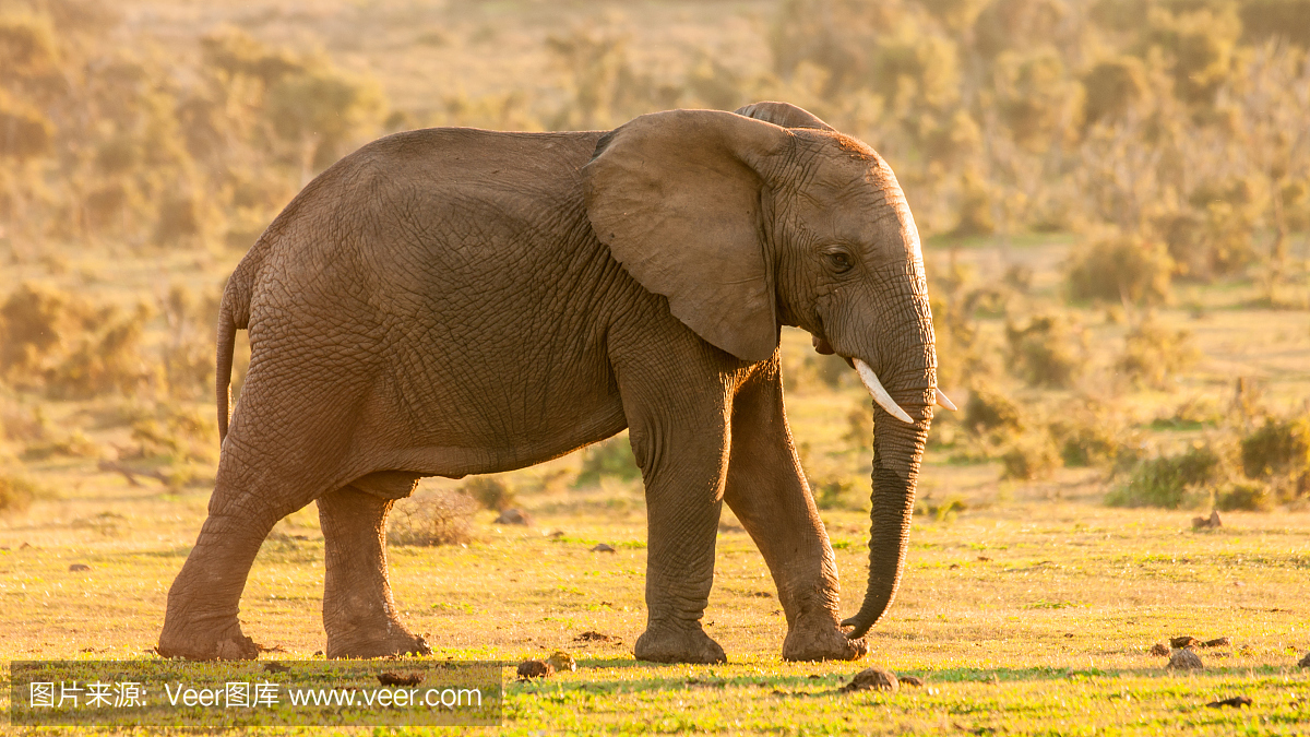 非洲象,非洲大象,野生动物,草原