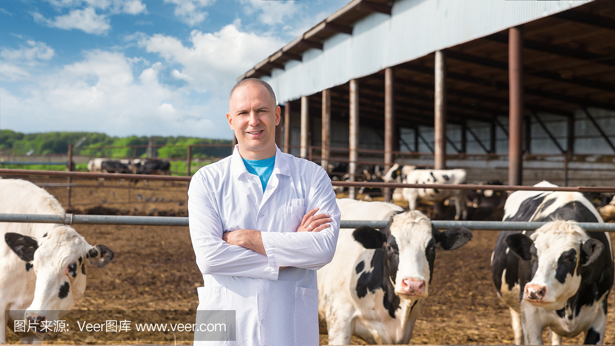 成熟的兽医在畜牧场照顾奶牛群