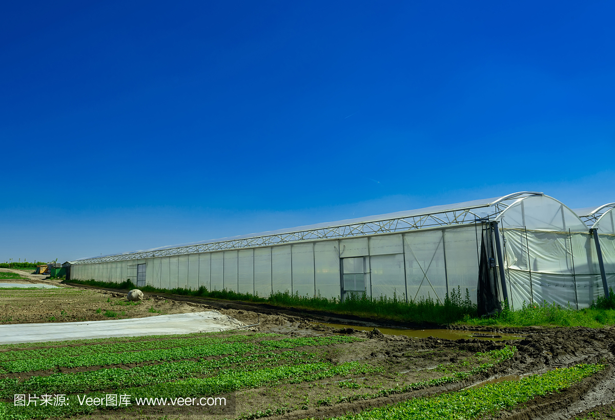 【项目风采】相山区张巧家庭农场积极开展蔬菜种植技术培训