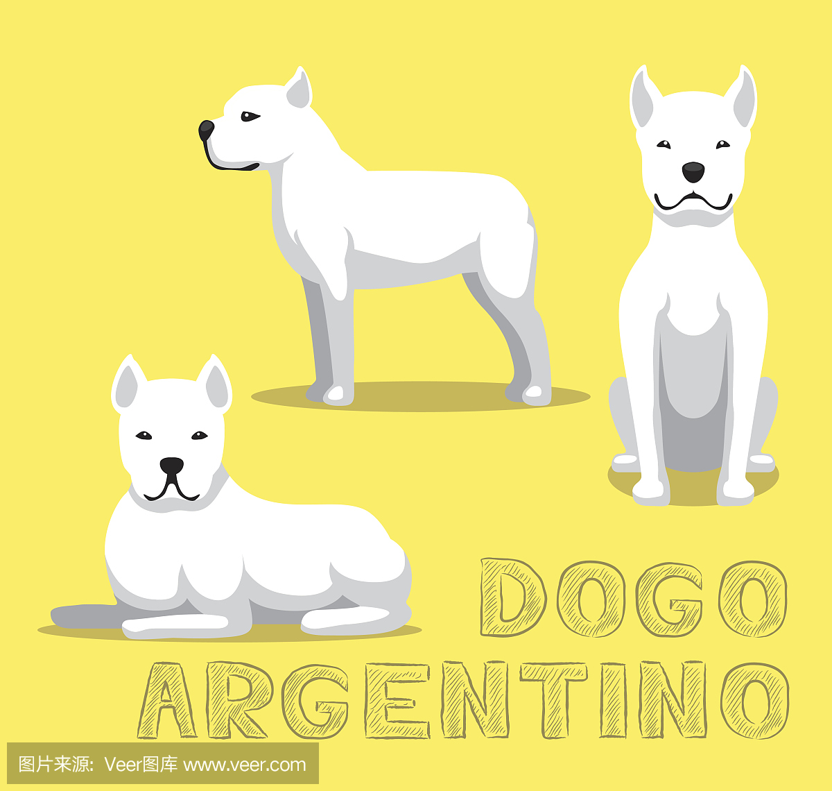 美国,阿根廷,毛皮,纯种犬