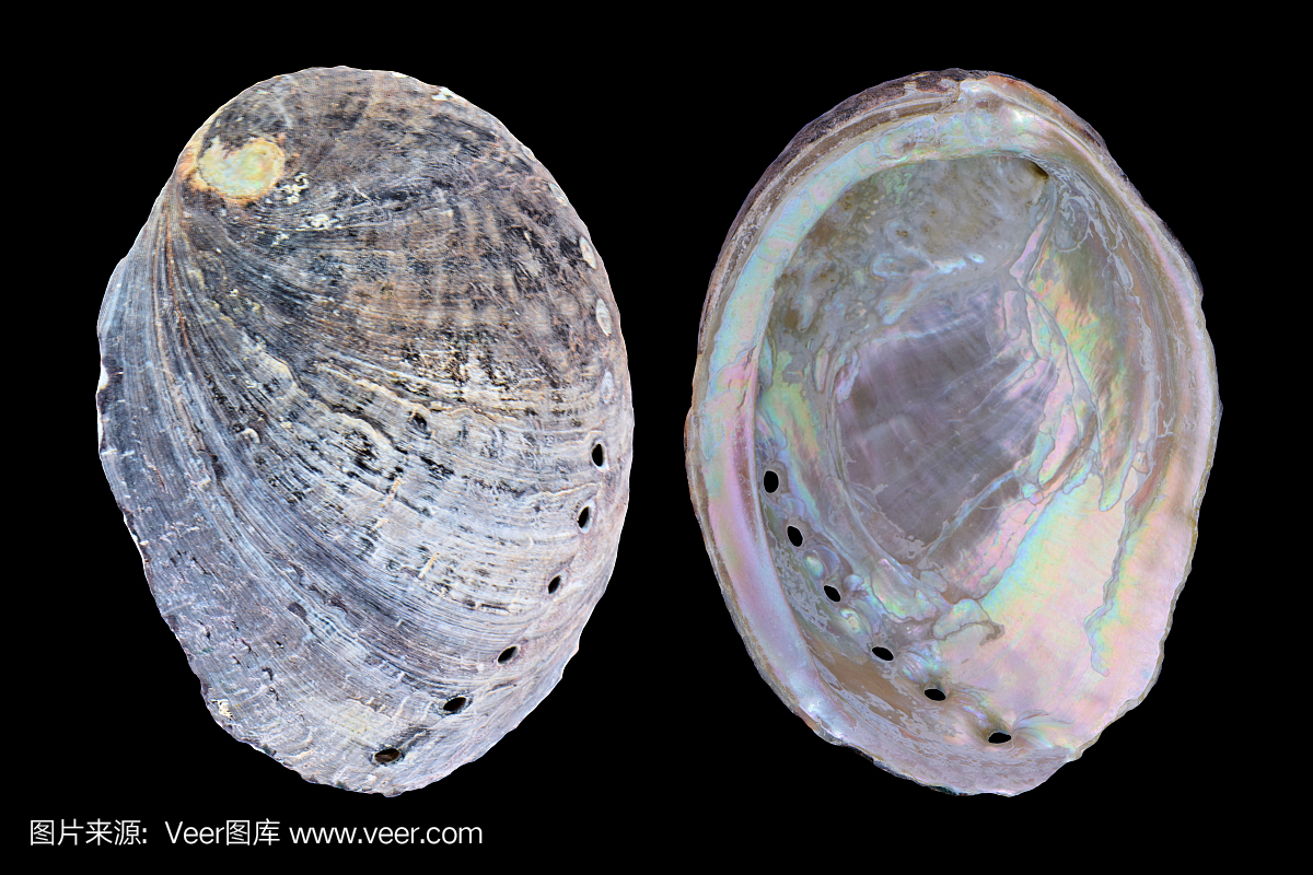 鲍鱼,石决明,速度(软体动物),斐波那契螺旋线鲍鱼老虎有多快图片