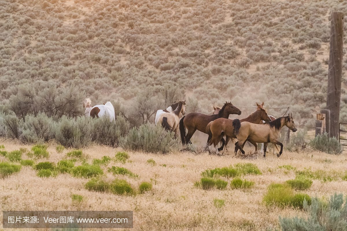 美丽的犹他州景观与野马赛跑的黄昏