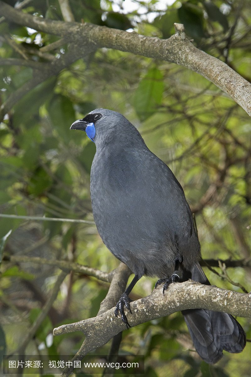 北岛Kokako(Callaeas cinerea)在Pukaha Moun