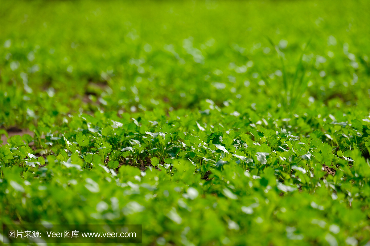 种植香菜田农场