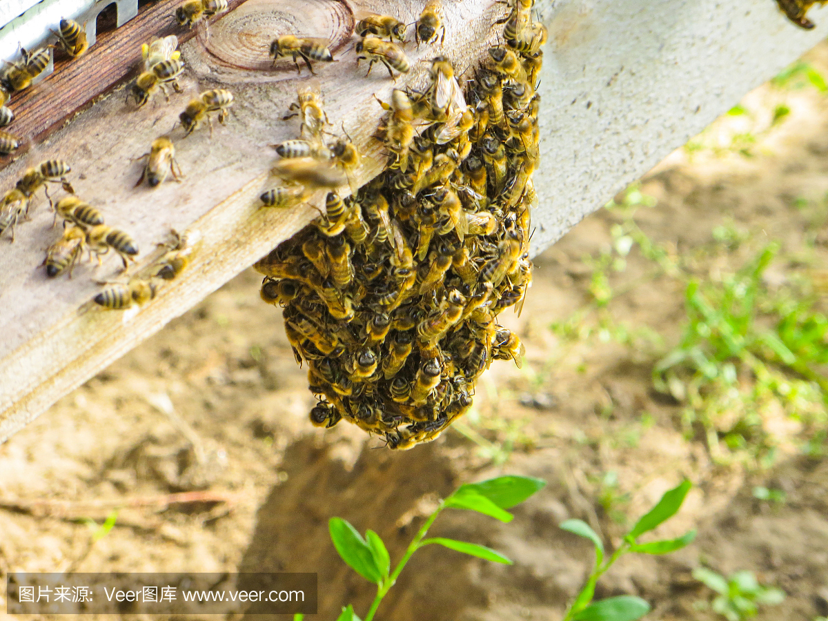 蜜蜂在炎热的天气中挂在蜂巢上