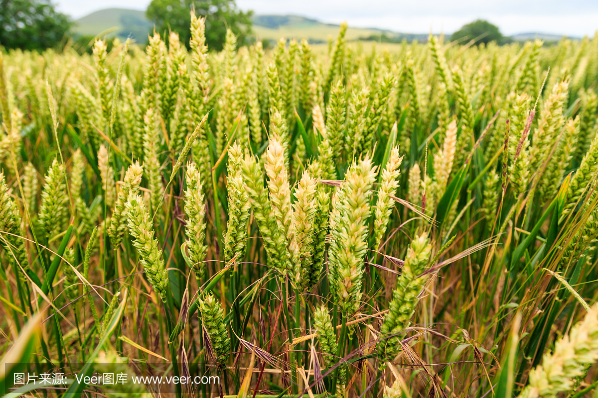 大麦,大麦植物,自然,选择对焦