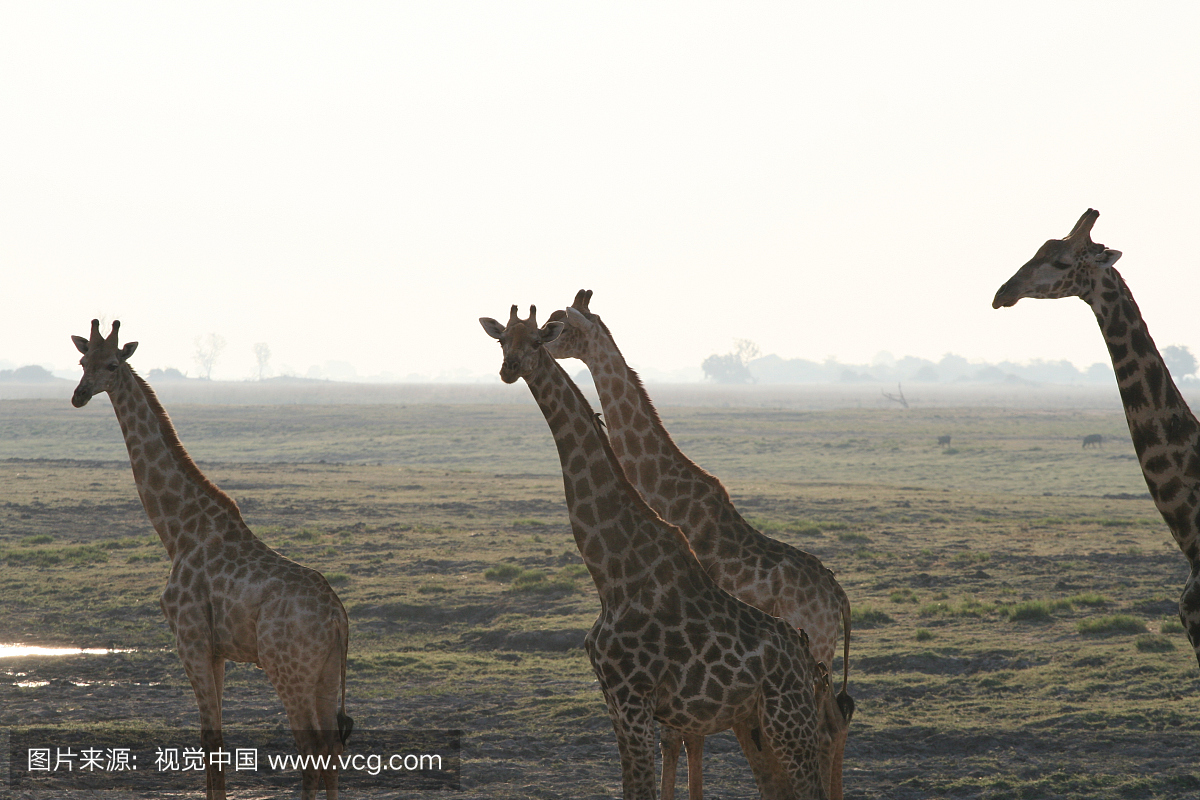 非洲,鳄鱼,野生动物,野生动物保护