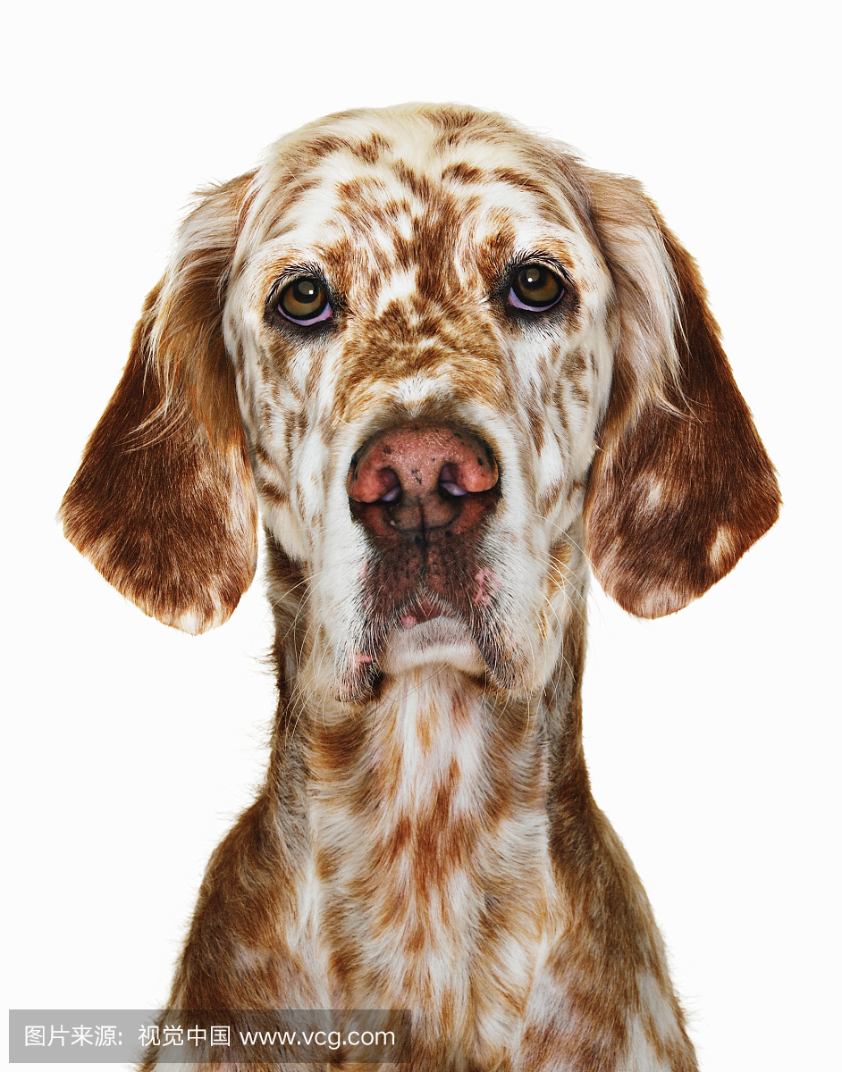 橙色英语setter反对白色背景,特写