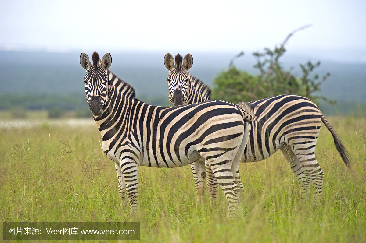 奇葩！男人全身沾满黄色胶带等公交围观大众感叹：闻所未闻！