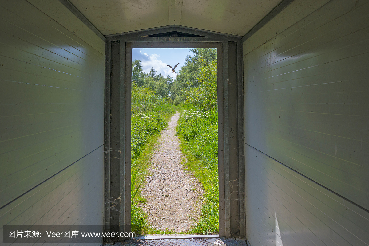 安静,北美歌雀,动物,鸟类