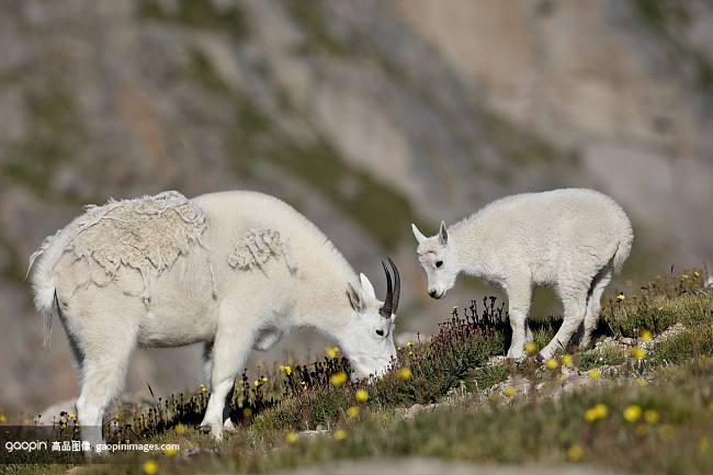Mountain goat (Oreamnos americanus) nanny a Mountain goat (Oreamnos americanus) nanny a