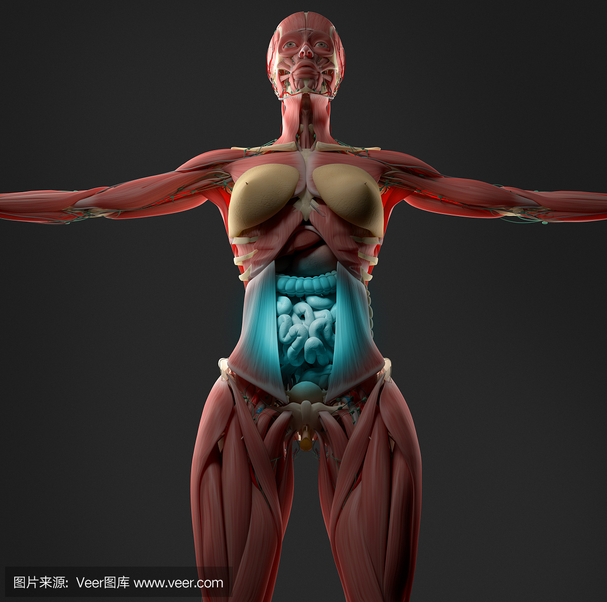 女性腹部解剖模型显示消化不良或消化不良。
