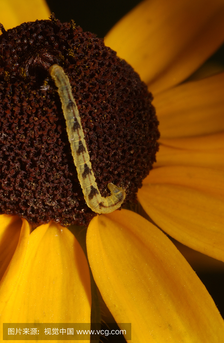 通的Eupithecia蛾(Eupithecia miserulata)幼虫喂