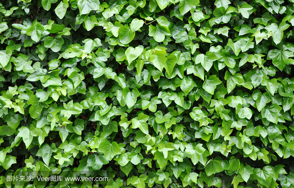 常春藤植物