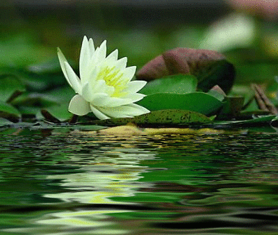 电脑蜻蜓动态壁纸