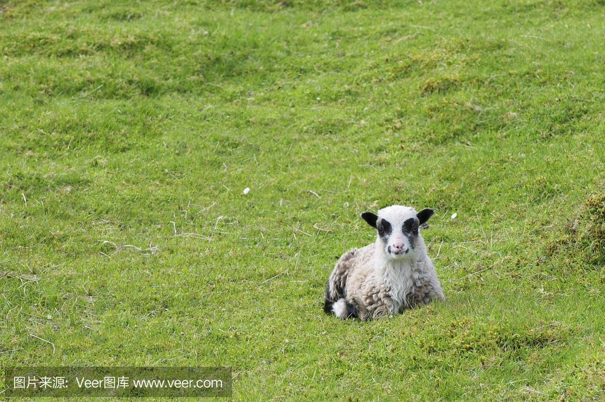 休闲的老挪威羊品种的羊羔