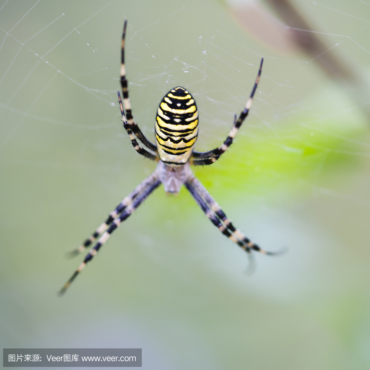大蜘蛛挂在网上