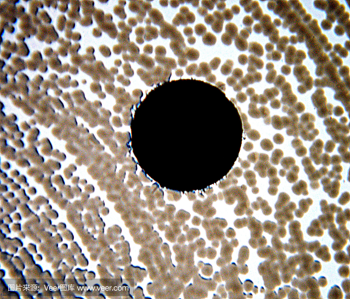 抗生素敏感性试验