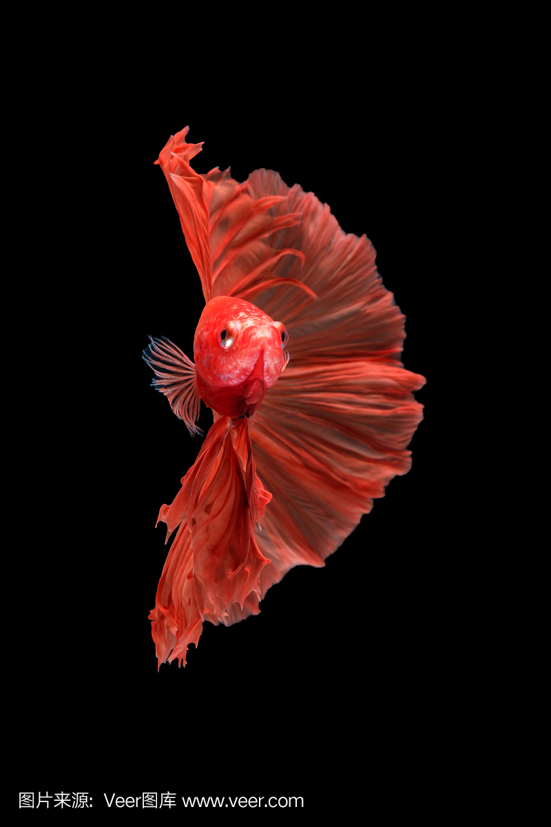 特写红色美丽小泰国斗鱼鱼与黑色隔离背景