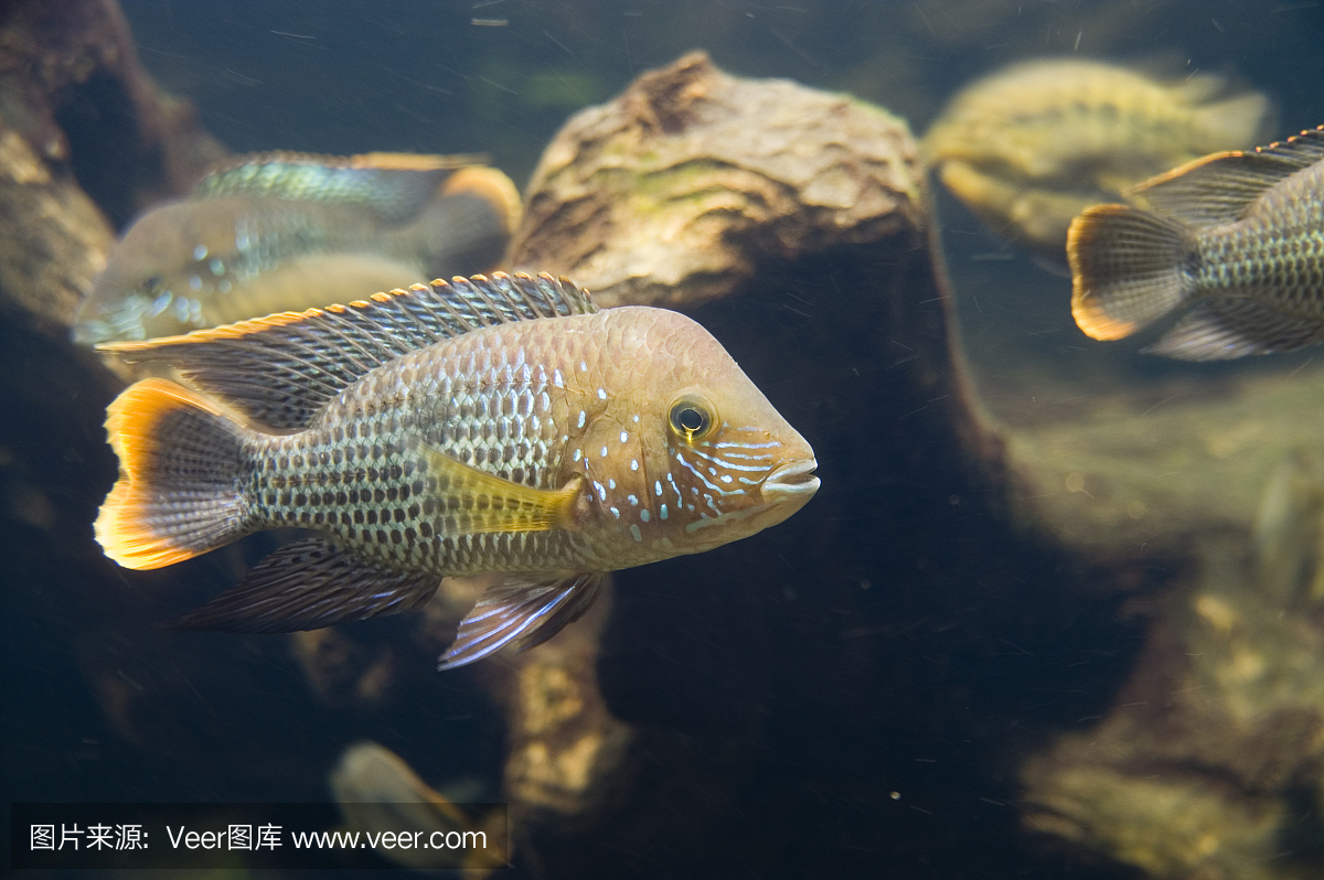 拍胸,拍打胸脯,打胸,拍胸口