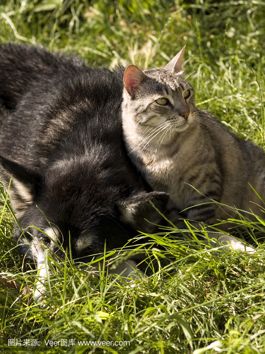 披着羊皮的狼,骗人的,骗人,骗人的把戏