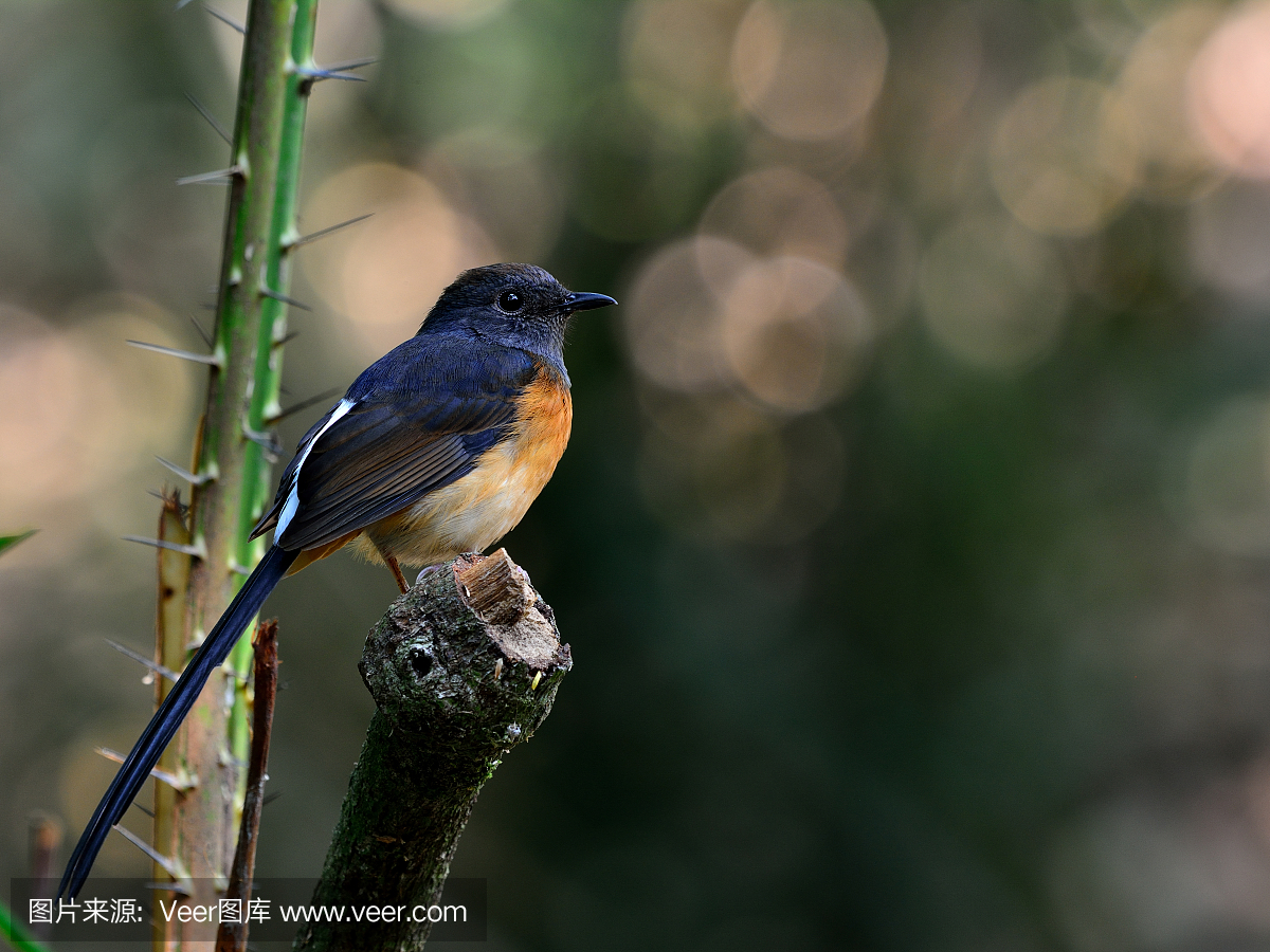 白驼鹿(Copsychus malabaricus)的美丽女性