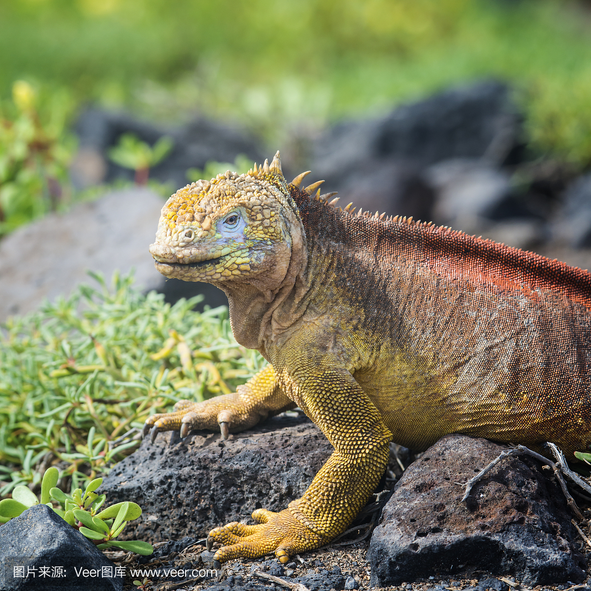 加拉帕戈斯土地鬣蜥在南广场岛