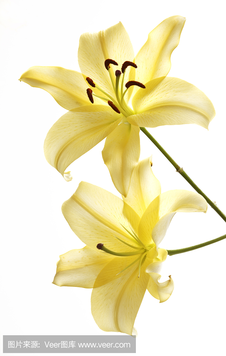 日本百合,日本百合花植物,日本百合科,日本百合