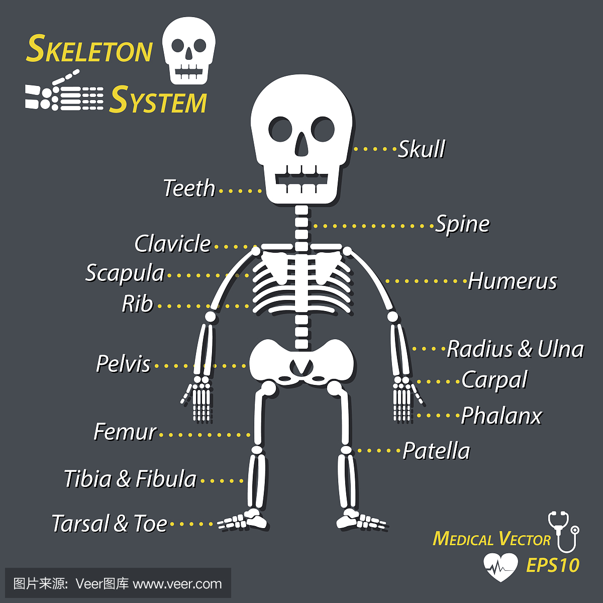 人骨骼和骨骼的所有名称(头骨,颈椎,肱骨,半径