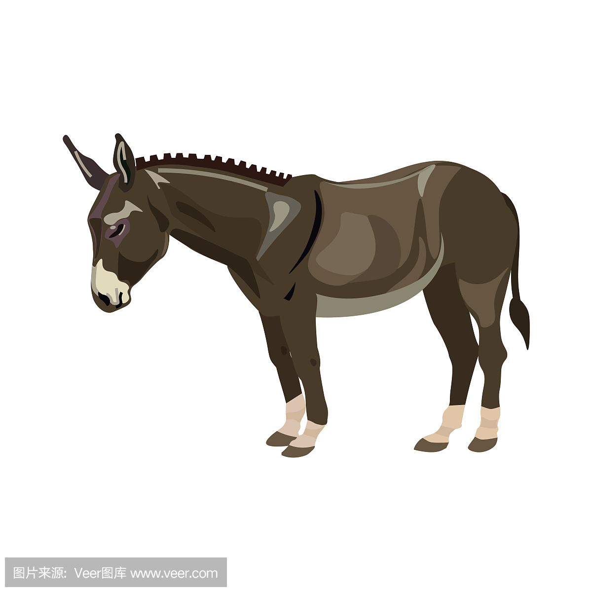 嘶叫,驴叫声,叫声,骡子