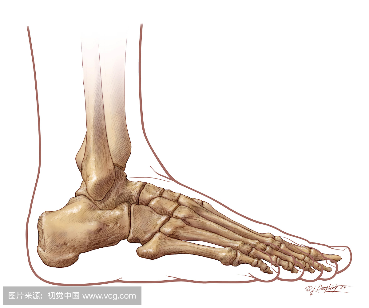 脚和脚踝骨骼解剖,横向