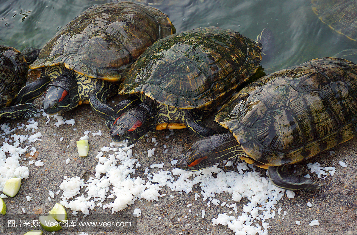 特写亚洲乌龟正在吃一些米饭