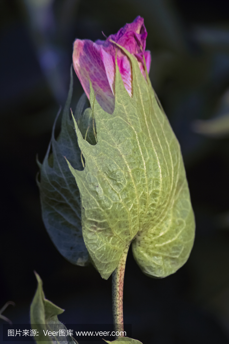 肺叶,耳垂,脑叶,萼片