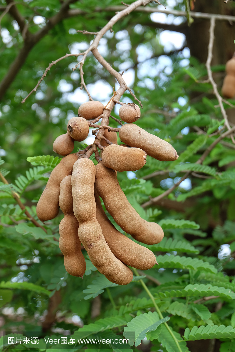 罗望子,酸荚,罗望子的果实,酸豆树