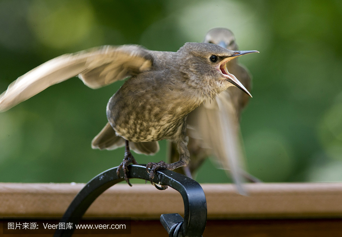 鸟鸣声,鸟鸣,鸟叫声,八哥